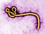 "Врачи без границ": эпидемия лихорадки Эбола в Западной Африке вышла из-под контроля и угрожает всему континенту
