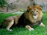 В американском зоопарке женщина пробралась ко львам, чтобы спеть им песню и накормить печеньем