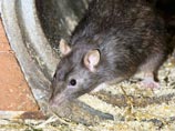 Гигантские крысы-мутанты плодятся в Великобритании с пугающей скоростью