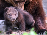 В Швейцарии не просто усыпили ненужного медвежонка, но теперь еще и собираются сделать из него чучело, чтобы научить детей правде жизни о жестокости природы