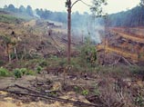 Индонезия в период с 2000 по 2012 год потеряла около 60 тысяч квадратных километров леса, что сопоставимо с площадью Ирландии
