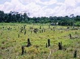 По данным ученых, массовая вырубка лесов привела к увеличению выбросов парникового газа. Опасения исследователей связаны с тем, что в Индонезии находятся 10% растений всего мира и 12% млекопитающих