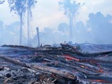 В Индонезии за 12 лет площадь уничтоженных лесов сравнялась с территорией Ирландии