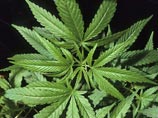 Постепенная легализация марихуаны в США породила бум деловой активности 