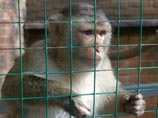 "Макака бывает кусачей": в Югре сбежавшая из цирка обезьяна напала на отдыхавших в парке
