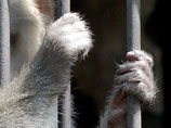 В Севастополе обезьяна задушила младенца. Возбуждено уголовное дело