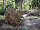 В Новосибирской области упавшее от урагана дерево убило двух трехлетних девочек