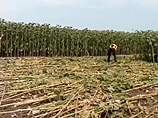 В Новокубанском районе Краснодарского края, одной из известных российских аномальных зон, вновь появились таинственные пиктограммы на полях В Новокубанском районе Краснодарского края, одной из известных российских аномальных зон, вновь появились таинственные пиктограммы на полях
