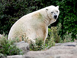 Белый медведь выгнал российских ученых из лагеря на Шпицбергене