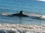 В Австралии на пляж выбросило белую акулу, подавившуюся морским львом (ВИДЕО)