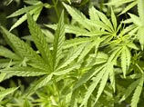 Ранее в Вашингтоне было разрешено использование марихуаны в лечебных целях. Аналогичные законы действуют в еще примерно 19 американских штатах