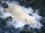 "Самого грустного в мире" белого медведя хотят вызволить из жаркой Аргентины почти 300 тысяч человек