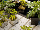 Суд в Германии впервые разрешил тяжело больным выращивать марихуану в домашних условиях