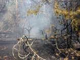 Сгоревший участок был засажен горной сосной, а возраст леса составлял около 50 лет