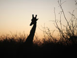 Житель Южно-Африканской республики (ЮАР), который решил перевезти по шоссе двух жирафов, погубил одного из них, не рассчитав высоту моста на дороге
