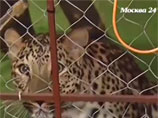 У москвича изъяли живого леопарда, содержавшегося в жилом доме
