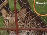 У москвича изъяли живого леопарда, содержавшегося в жилом доме У москвича изъяли живого леопарда, содержавшегося в жилом доме