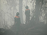МЧС: лесные пожары в Тверской области охватили 75 га
