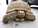 В Калифорнии полиция изловила на городской улице огромную черепаху, улизнувшую от владельцев