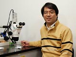 В Японии соавтор спорных научных работ о новом методе перепрограммирования клеток покончил с собой