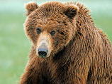 Джастин Бибер не виновен в отпугивании медведя: якутского рыбака спас будильник, а не песня Baby