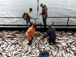 Запрет на импорт норвежской рыбы может положительно сказаться на бизнесе компании "Русское море". Это крупный отечественный производитель рыбы