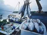 Эквадор предлагает своих креветок и тунца взамен норвежского лосося