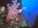 Существование Большого Барьерного рифа находится под угрозой, считают в правительстве Австралии