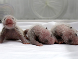 Одновременно с этим стало известно о рождении сразу трех детенышей у панды из китайского сафари-парка Chimelong