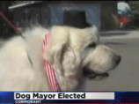 В США фермерский пес стал мэром поселка