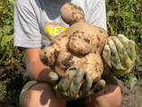 В Новгородской области откопали подозрительно гигантскую картофелину и решили окрестить ее Елизаветой (ФОТО)