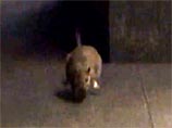 В США журналисты опубликовали ВИДЕО, доказывающее, что огромные крысы в метро Нью-Йорка не боятся людей