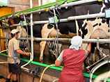 Российская молочная промышленность пожаловалась в Россельхознадзор на нехватку импортного сырья