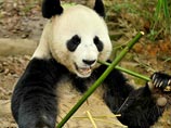 Самка панды в Китае симулировала беременность, чтобы получить лучшие условия содержания