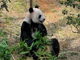Роды 6-летней самки из Научно-исследовательского центра по разведению панд в китайской Чэнду в прямом эфире пришлось отменять, когда ученые выяснили, что ее состояние характеризуется как ложная беременность
