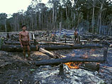 В Бразилии поймали банду, занимавшуюся систематическим уничтожением тропических лесов Амазонки
