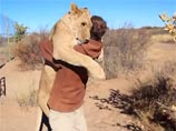"Львиные обнимашки": в заповеднике в Ботсване сняли на ВИДЕО, как львица
бросается "обнимать" основателя парка