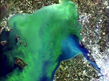 Известная многим проблема цветения воды, которое вызывается размножением фитопланктона, теперь изучается из комсоса при помощи специального гиперспектрального сенсора прибрежных океанических вод (HICO) NASA