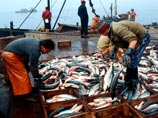 Сенаторы хотят запретить Японии рыбный промысел в российских водах Сенаторы хотят запретить Японии рыбный промысел в российских водах