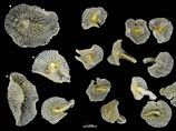 Ученые открыли новую форму жизни - подводные "грибы", способные изменить все учебники по зоологии