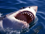 Акулы в девять раз чаще убивают мужчин, чем женщин, выяснили ученые