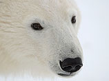Белый медведь давно стал символом борцов с глобальным потеплением