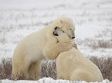 Ученые не поделили шкуру белого медведя - одни считают их вымирающим видом, другие - оружием в спорах о глобальном потеплении