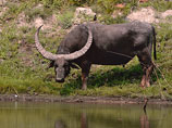 Импортозамещение от Россельхознадзора:  Россия может получить индийскую буйволятину