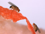 Эксперимент на мухах-дрозофилах показал, что активизация определенного гена увеличило их жизнь на 30%