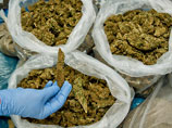 На Кубани владелец базы отдыха использовал ее как нарколабораторию: изъято 100 кг марихуаны