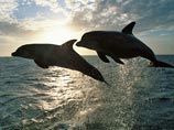 Крымский государственный океанариум, в котором проходили подготовку боевые дельфины и морские котики, полностью переподчинен Минобороны РФ