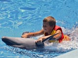 Боевые дельфины из Севастополя поступили на службу в Минобороны РФ, четверых отправили заниматься с детьми