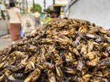 ООН: каждый девятый житель планеты страдает от голода, но число голодающих с годами все меньше ООН: каждый девятый житель планеты страдает от голода, но число голодающих с годами все меньше