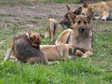 В Сараево решили отлавливать бездомных собак, их дальнейшая судьба неизвестна В Сараево решили отлавливать бездомных собак, их дальнейшая судьба неизвестна